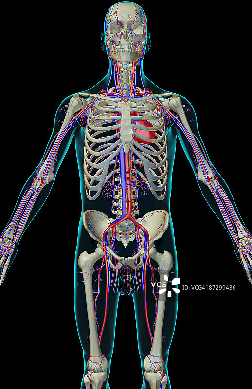 上半身的血液供应图片素材