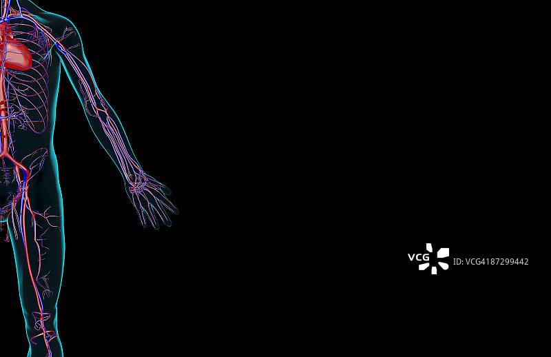 上肢的血液供应图片素材