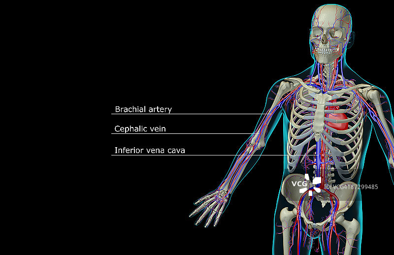 上半身的血液供给图片素材