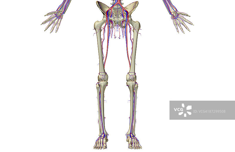 下半身的血液供应图片素材