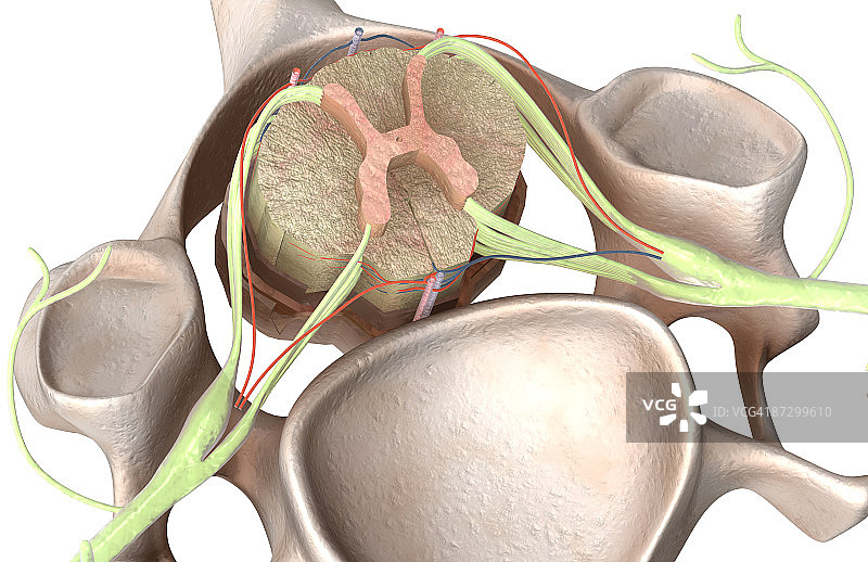 脊髓图片素材