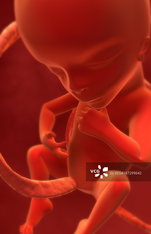 胚胎发育图片素材