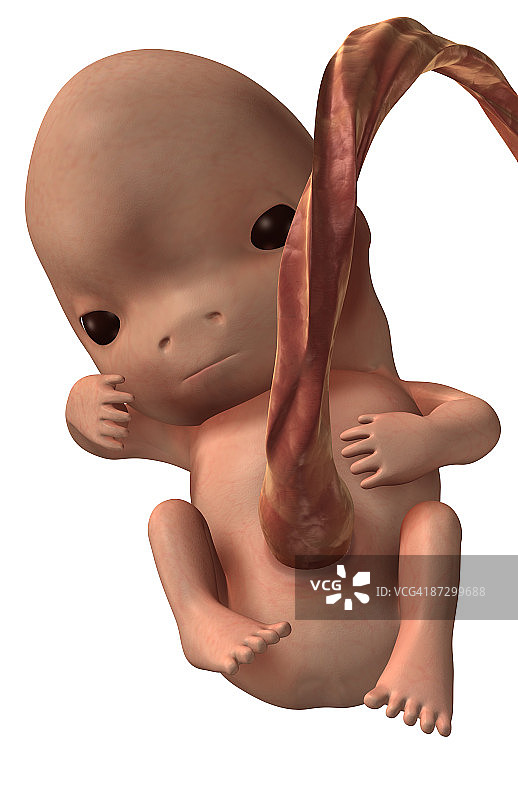 胚胎发育图片素材