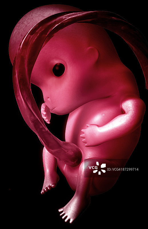 胚胎发育图片素材