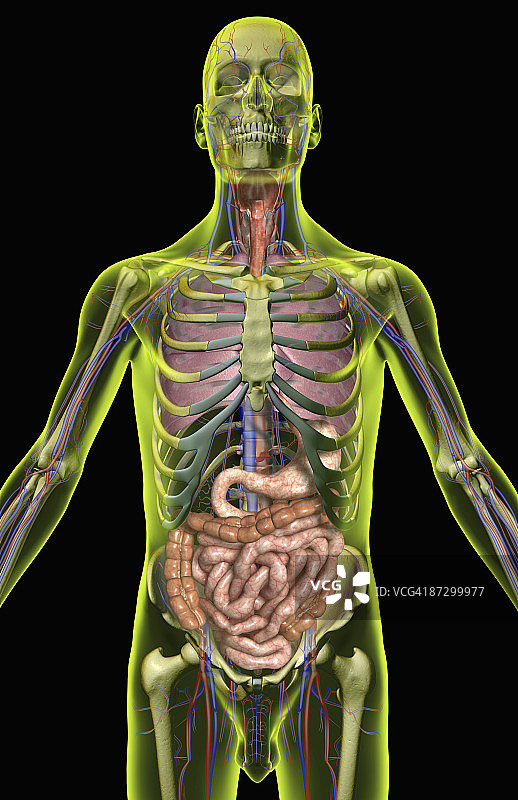 消化和呼吸系统图片素材
