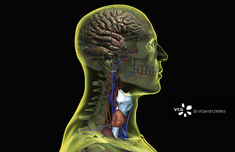 头颈部的神经和血液供应图片素材