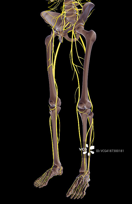 下半身的神经图片素材