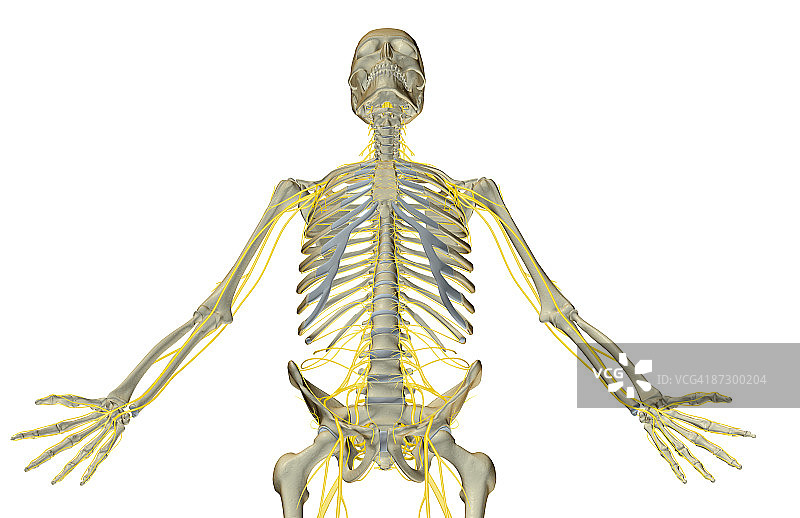 上半身神经分布图片素材