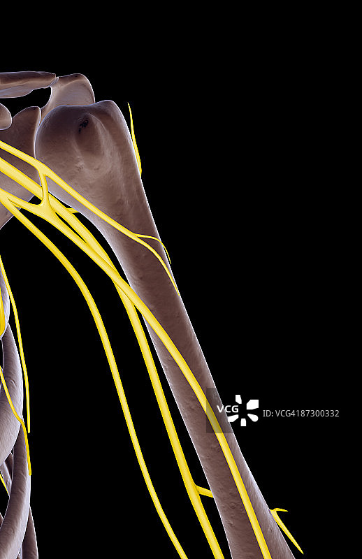 肩部神经图片素材