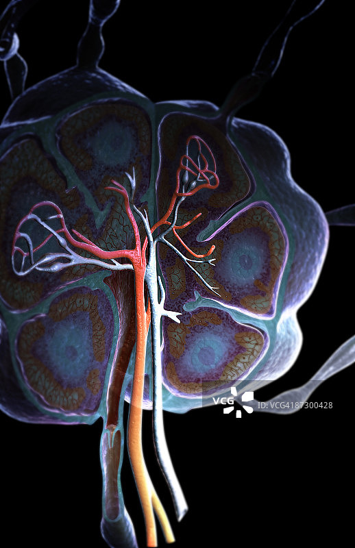 淋巴结图片素材