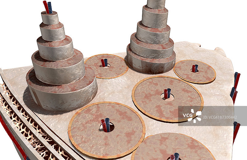 骨骼内部结构图片素材