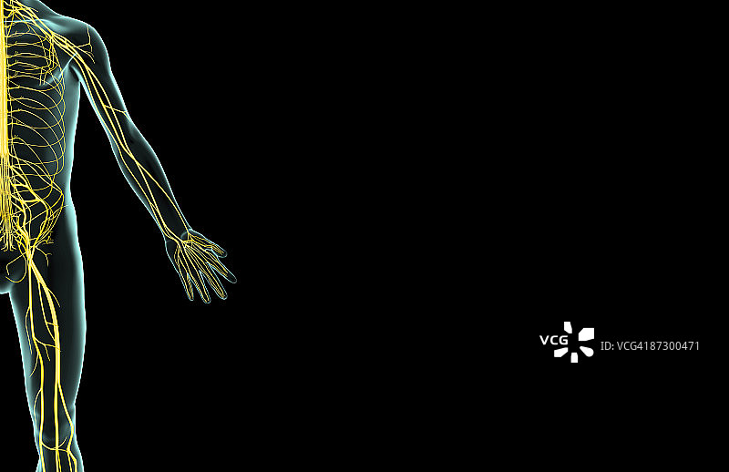 上肢神经图片素材