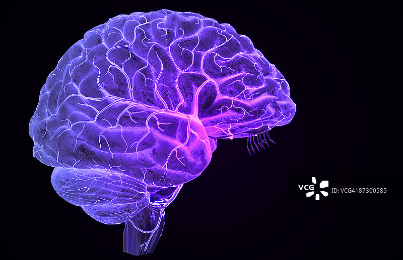 大脑动脉图片素材