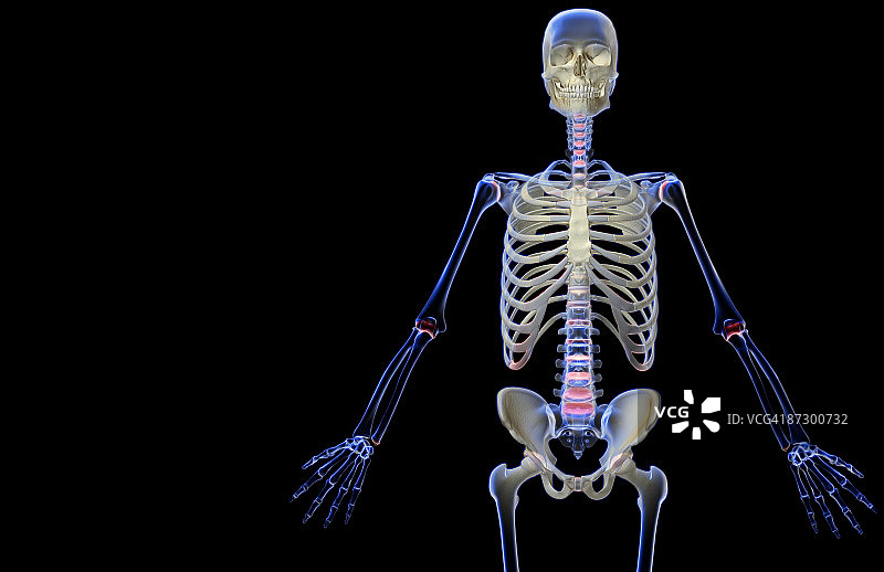上半身的骨头图片素材
