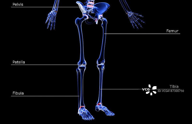 下半身的骨骼图片素材