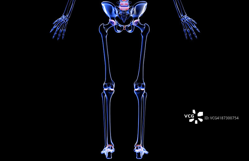 下半身的骨骼图片素材
