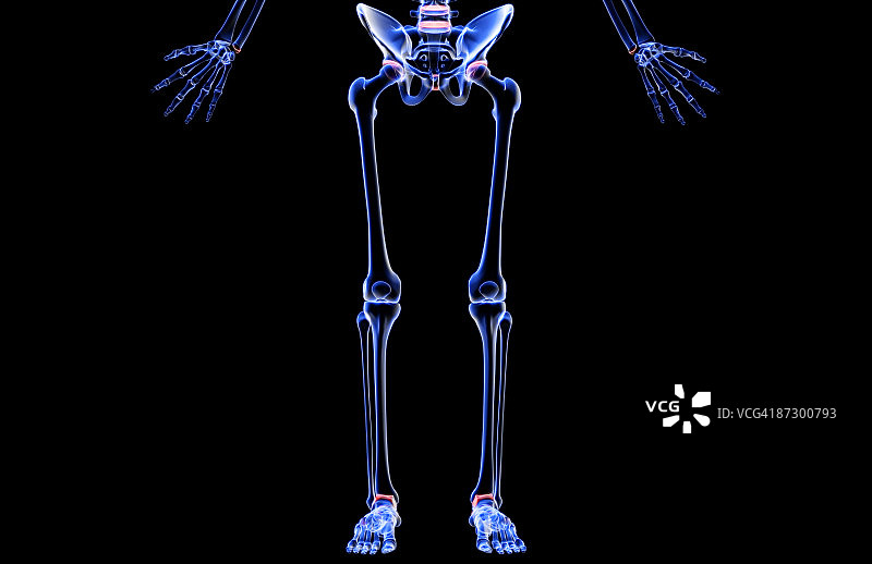 下半身的骨骼图片素材