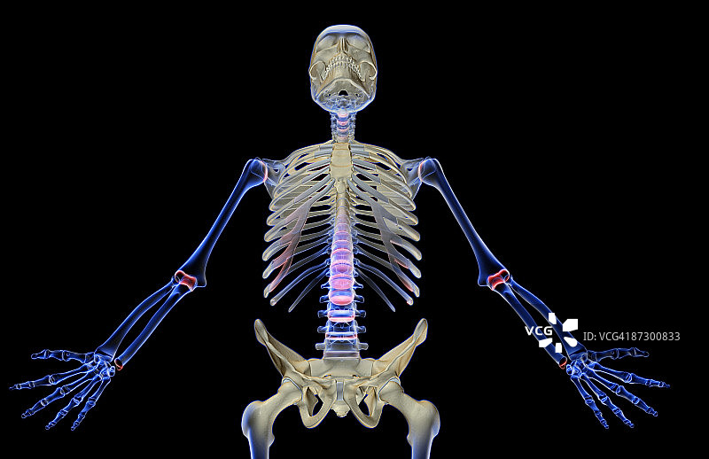 上半身的骨头图片素材