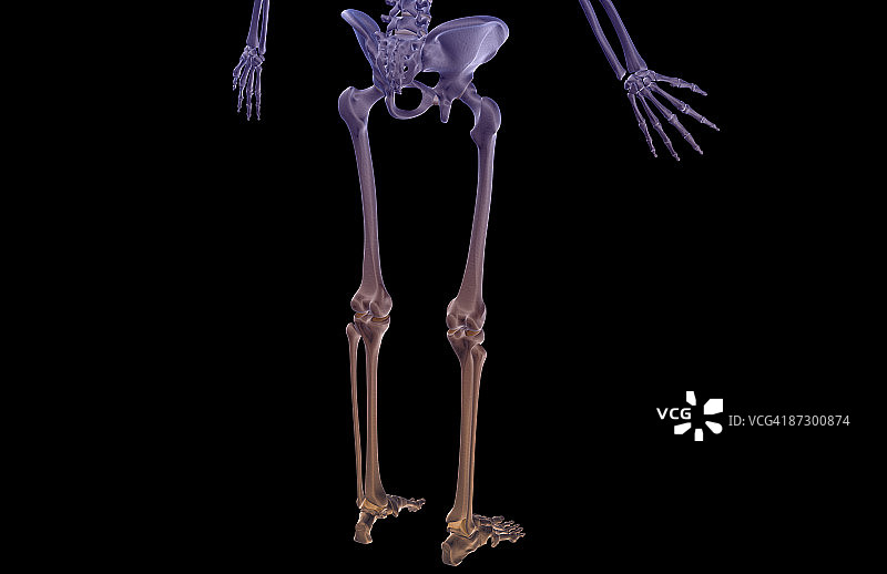 下半身的骨骼图片素材