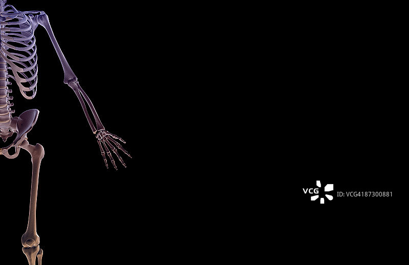 上肢骨骼图片素材
