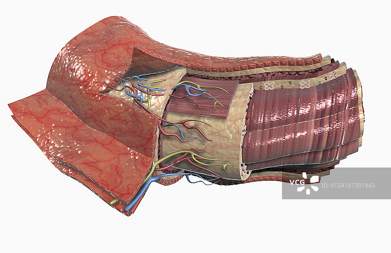 消化道组织学图片素材