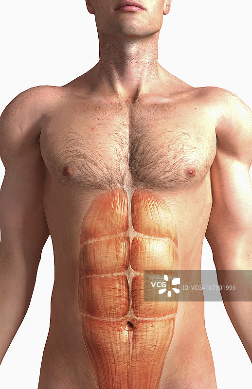 腹直肌图片素材