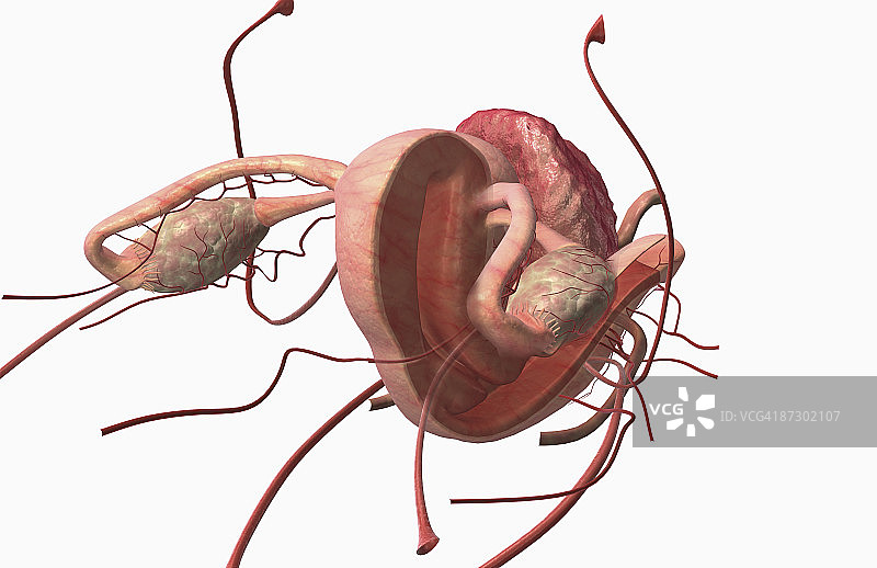 女性生殖器官图片素材