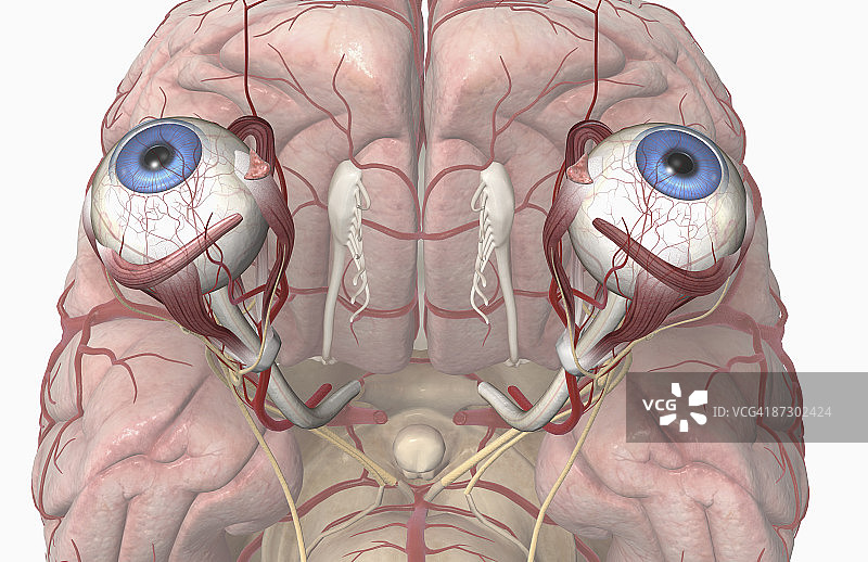大脑和眼睛的动脉图片素材