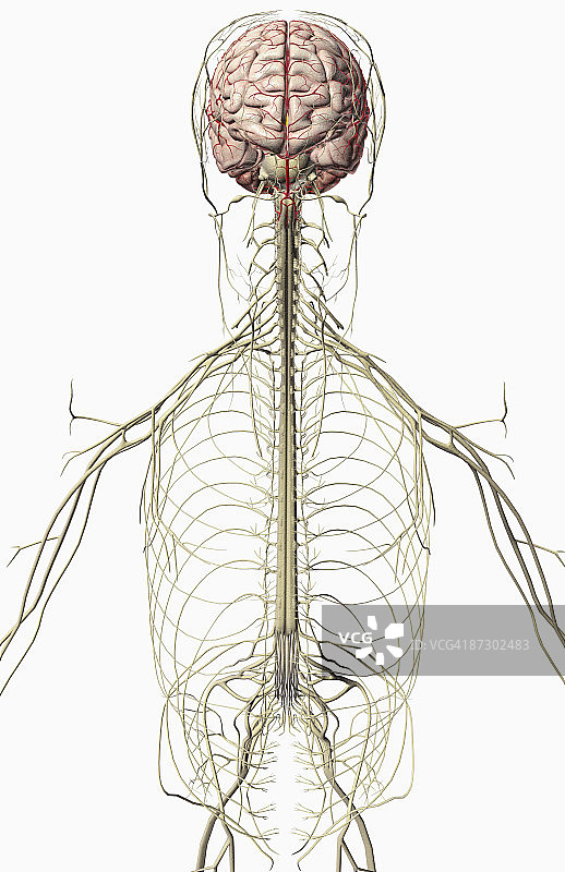 大脑与上半身神经图片素材