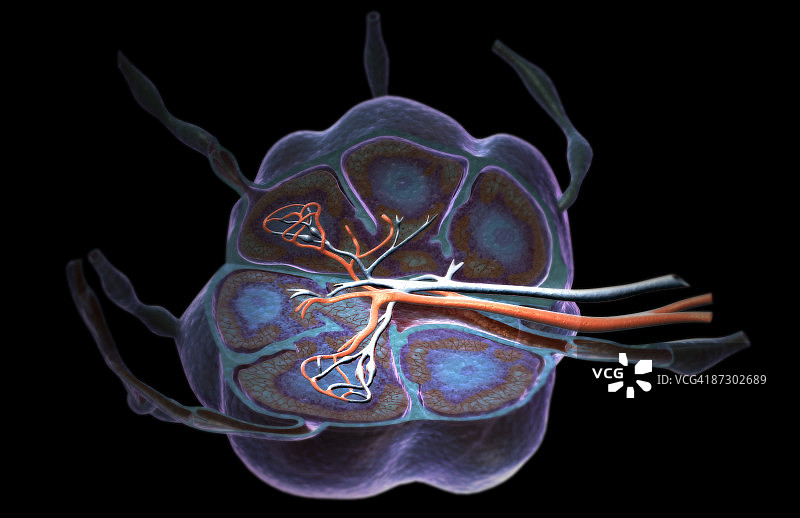 淋巴结图片素材