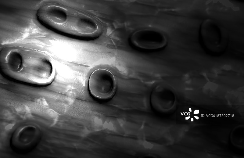 纤维软骨图片素材