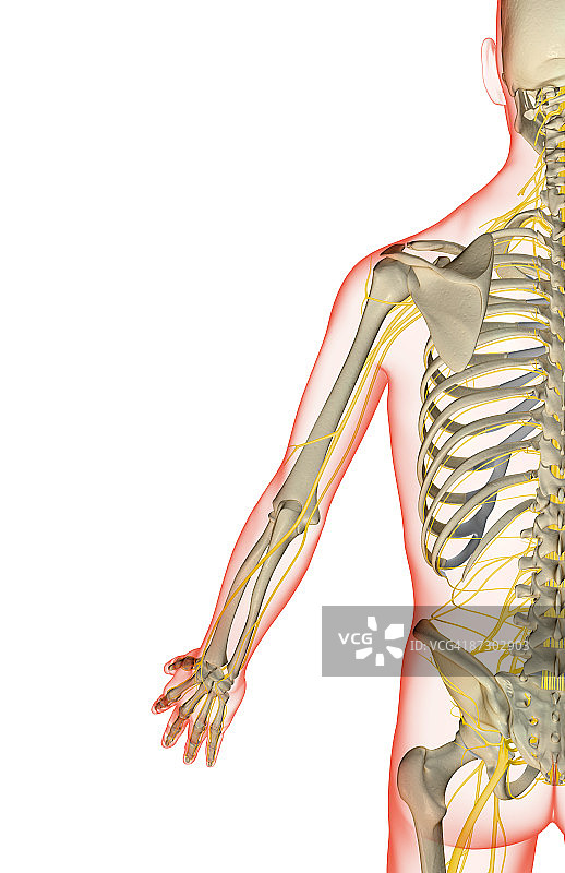 上肢神经图片素材