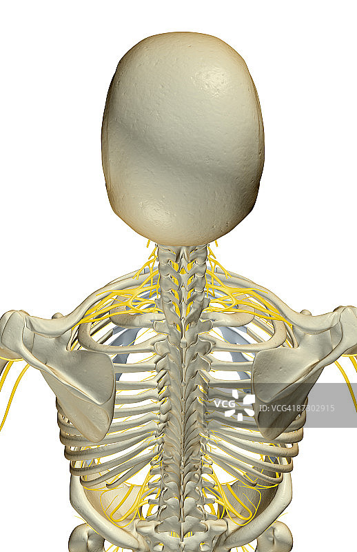 头部和肩部神经图片素材
