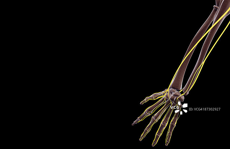 前臂神经图片素材