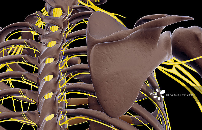 肩部神经图片素材