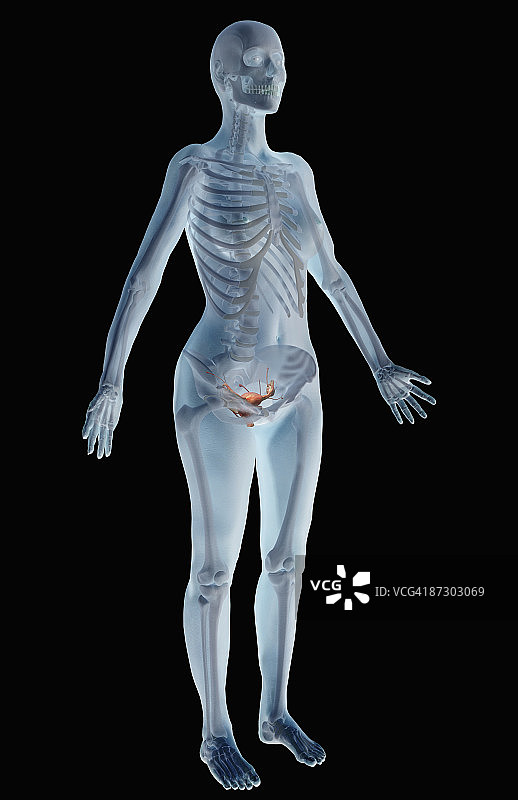 女性生殖系统图片素材