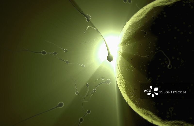 受精图片素材
