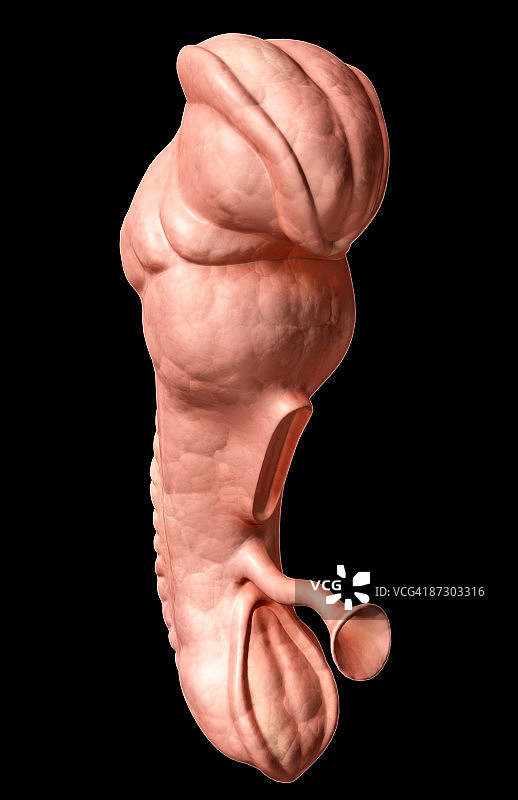 胚胎发育图片素材