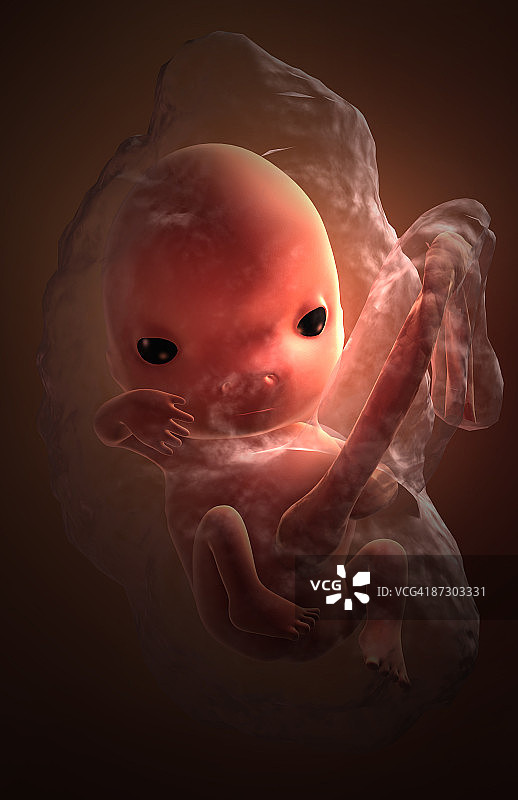 胚胎发育图片素材
