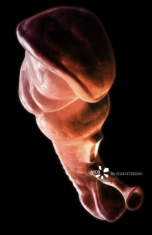 胚胎发育图片素材