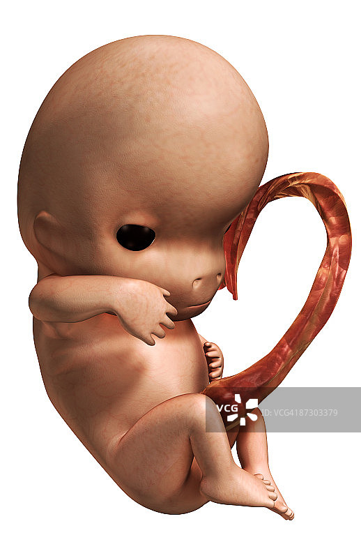 胚胎发育图片素材