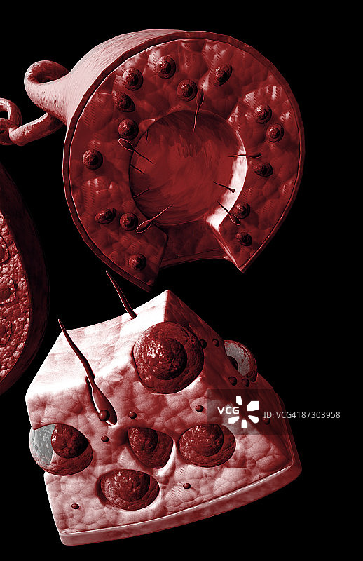 睾丸的曲细精管图片素材