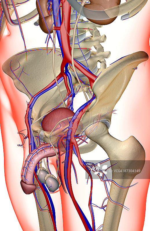 男性生殖器官的血液供应图片素材
