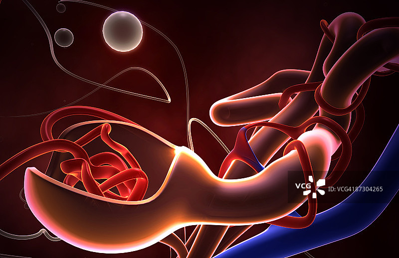 肾小球图片素材