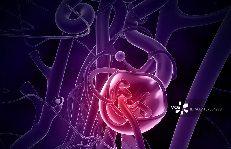 肾小球图片素材