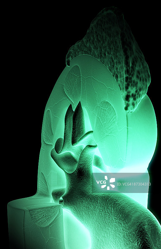 肾脏结构图片素材