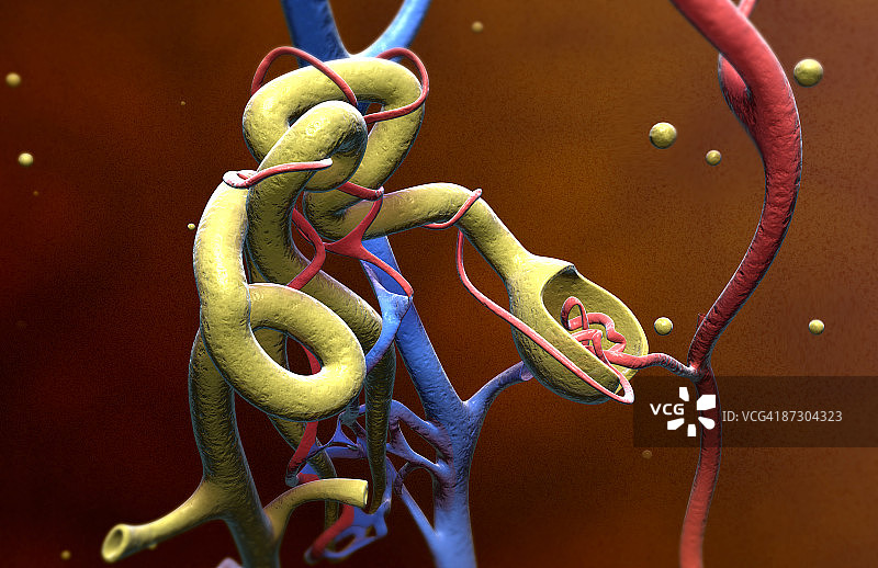 肾小球图片素材