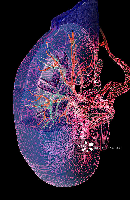 肾脏的血液供应图片素材