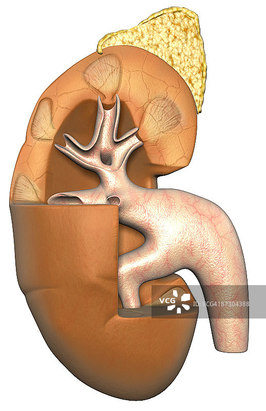 肾脏结构图片素材