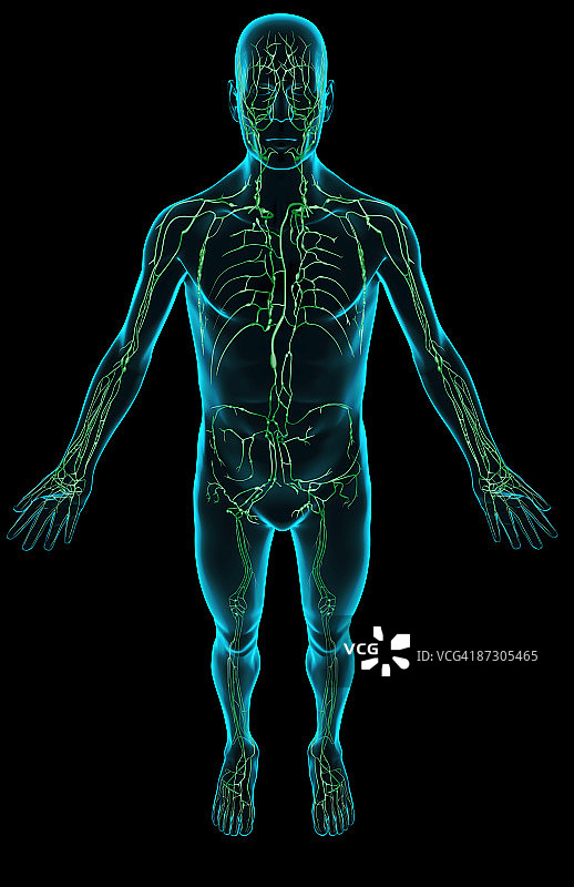 淋巴系统图片素材